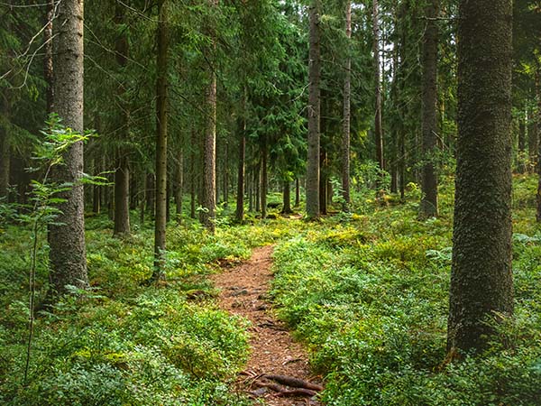 Small path winding through a lush green forest of mature pine trees