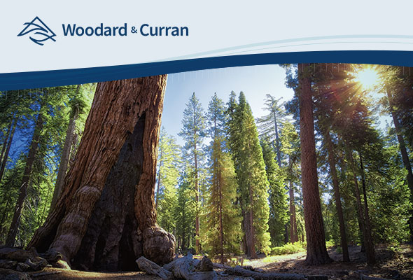 Woodard & Curran logo with abstract wave shape above a ground-level view looking through a grove of impressive sequoia trees with a bright yellow sun flare poking through trees in the upper right of the image.